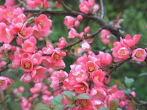 Pigwowiec pośredni Pink Trail — zdjęcie 4