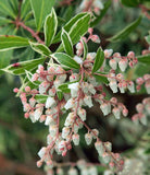 Pieris japoński Little Heath — zdjęcie 4