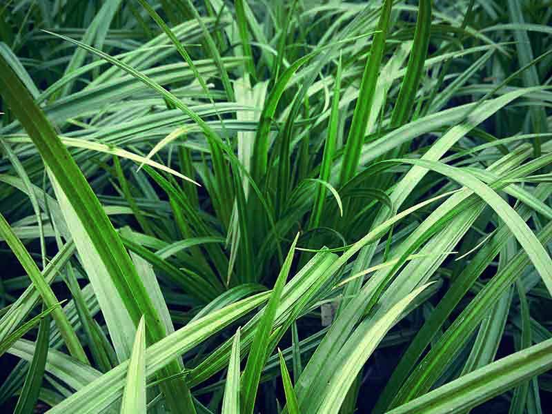 Turzyca Morrowa Irish Green — zdjęcie 3