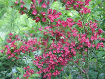 Krzewuszka cudowna Red Prince — zdjęcie 4