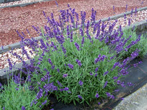 Lawenda wąskolistna Dwarf Blue — zdjęcie 5