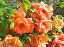 Pigwowiec pośredni Orange Trail — zdjęcie 5