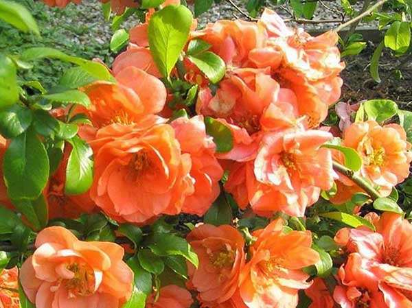 Pigwowiec pośredni Orange Trail — zdjęcie 5