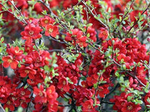 Pigwowiec pośredni Crimson and Gold — zdjęcie 4