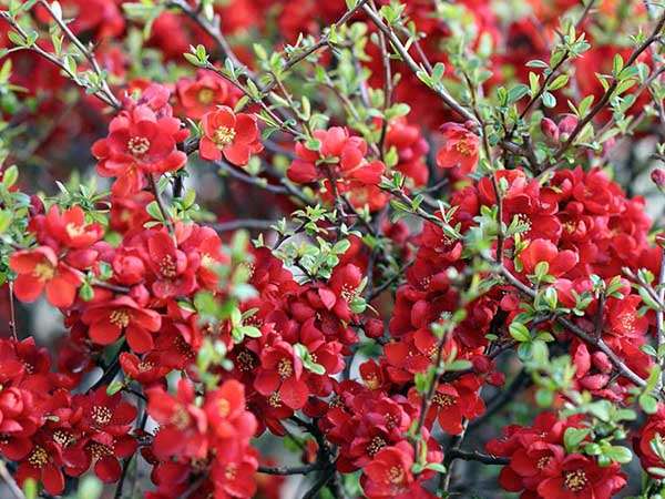 Pigwowiec pośredni Crimson and Gold — zdjęcie 4