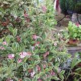Krzewuszka cudowna Nana Variegata — zdjęcie 5
