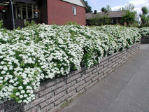 Tawuła brzozolistna — zdjęcie 4
