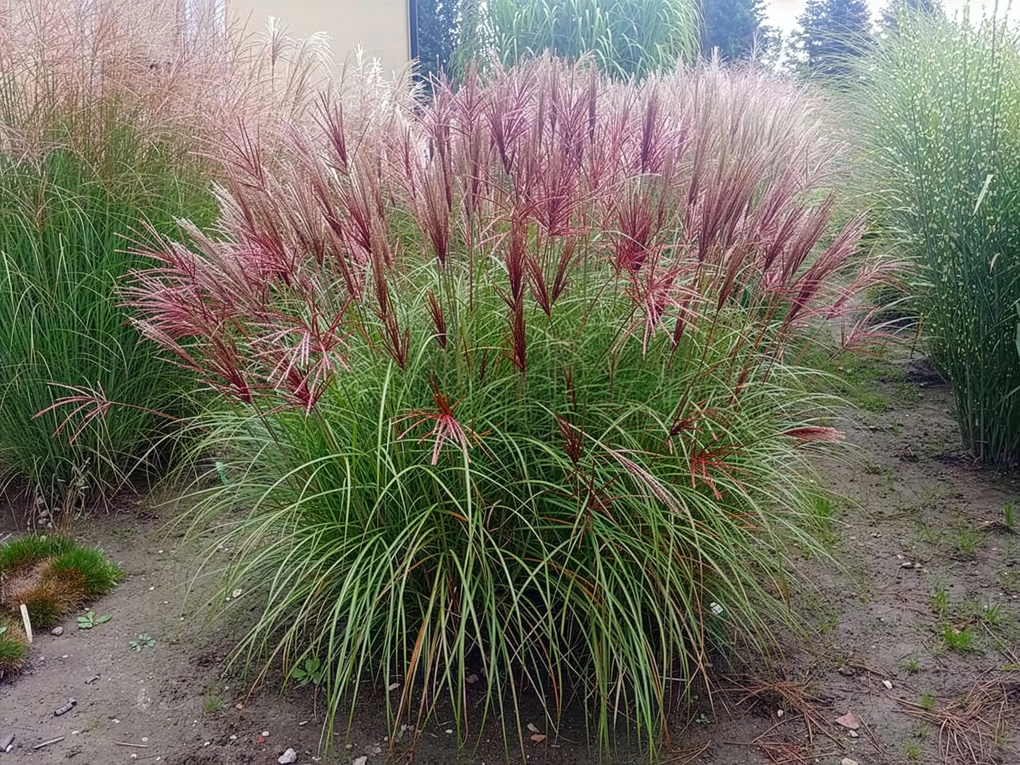 Miskant chiński Red Chief 