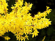 Forsycja pośrednia Goldzauber — zdjęcie 4