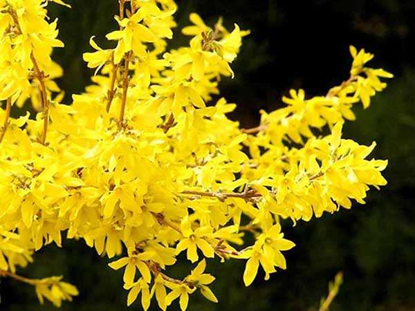 Forsycja pośrednia Goldzauber — zdjęcie 4