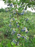 Borówka amerykańska Bluecrop — zdjęcie 4