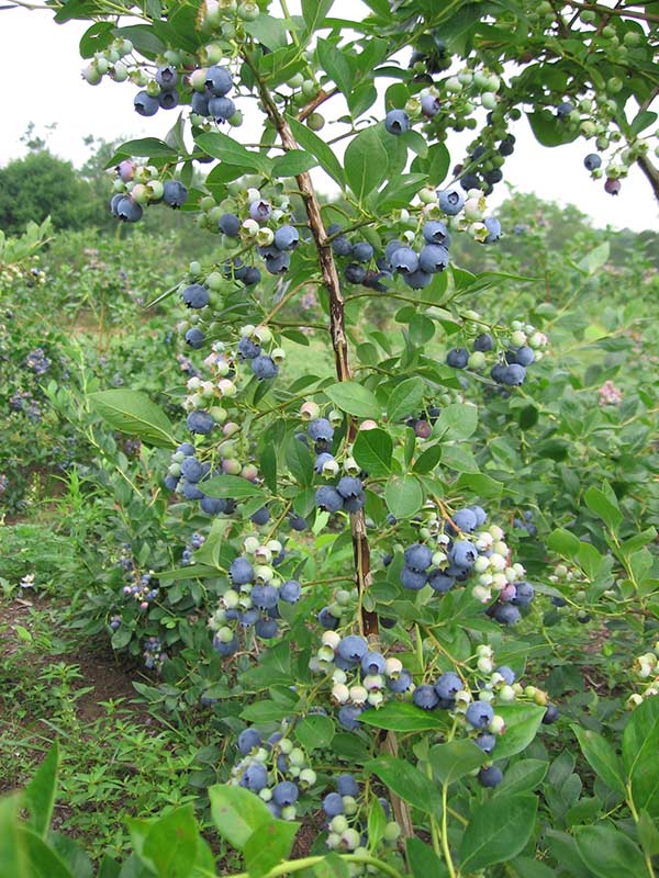 Borówka amerykańska Bluecrop — zdjęcie 4