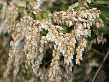 Pieris japoński Red Mill — zdjęcie 5