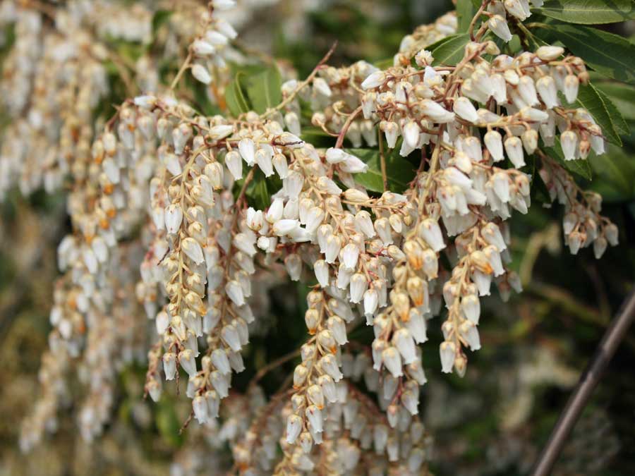 Pieris japoński Red Mill — zdjęcie 5