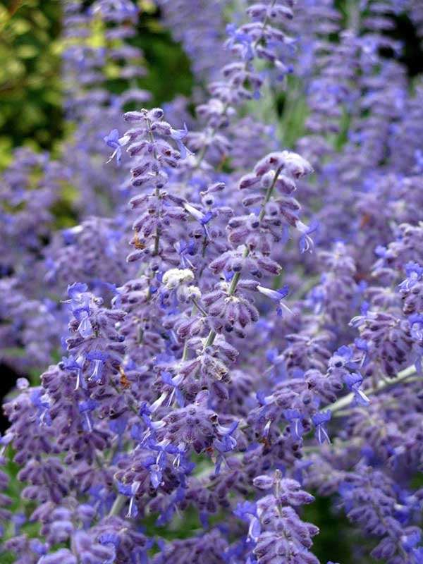 Perowskia LACEY BLUE Lisslitt — zdjęcie 4
