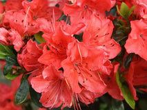 Azalia japońska Geisha Orange — zdjęcie 5