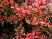 Berberys Thunberga Coral PBR — zdjęcie 5