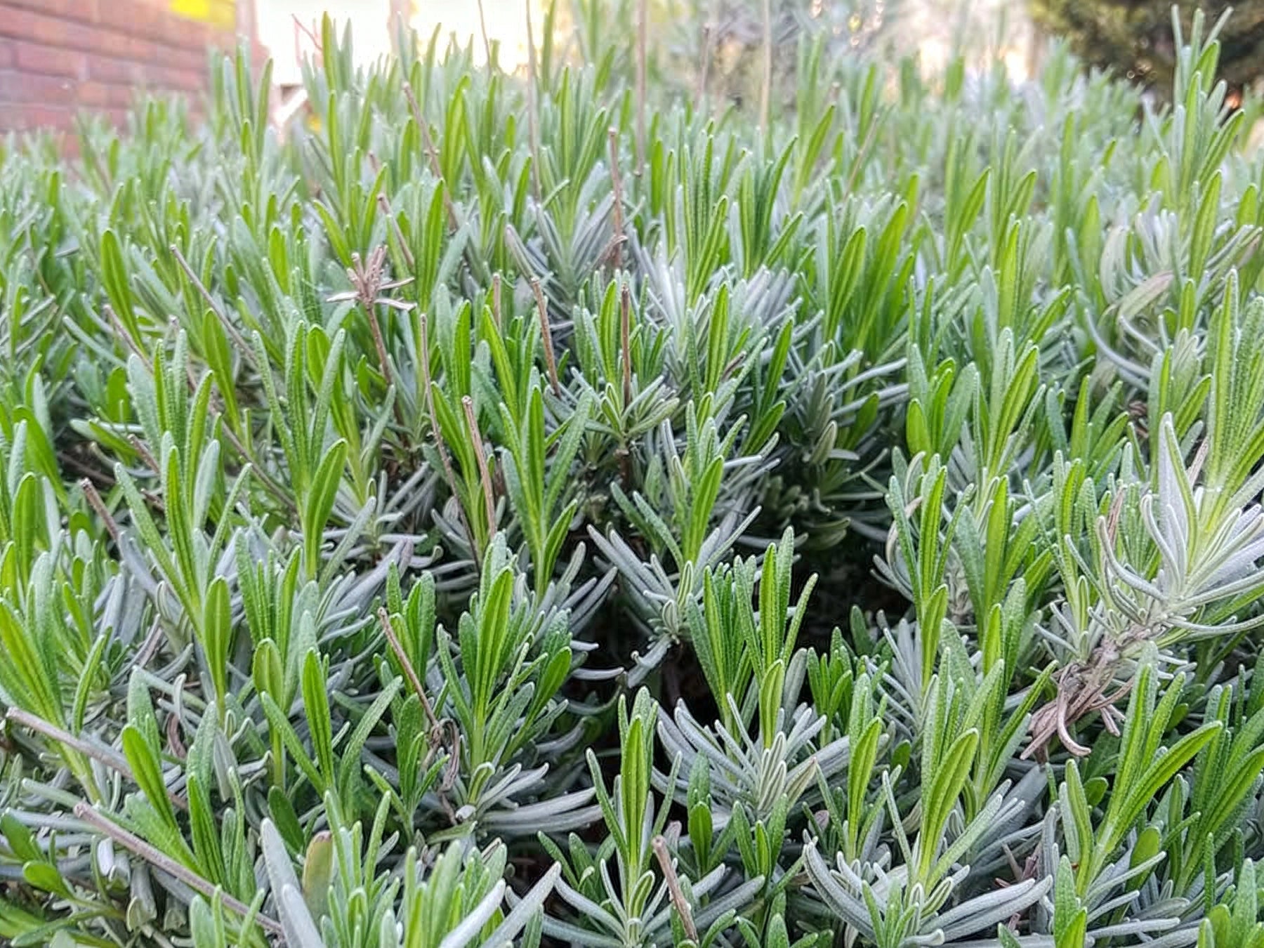 Lawenda wąskolistna Dwarf Blue — zdjęcie 4