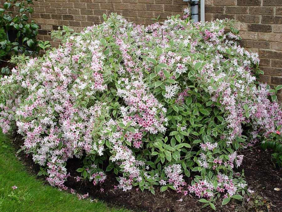 Krzewuszka cudowna Nana Variegata — zdjęcie 3