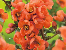 Pigwowiec pośredni Orange Trail — zdjęcie 4