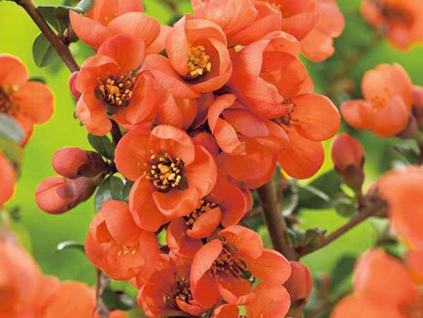 Pigwowiec pośredni Orange Trail — zdjęcie 4