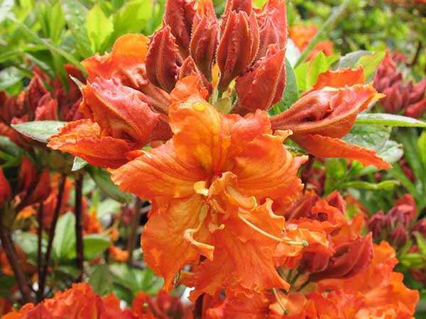 Azalia wielkokwiatowa Gibraltar — zdjęcie 5