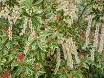 Pieris japoński Little Heath — zdjęcie 5