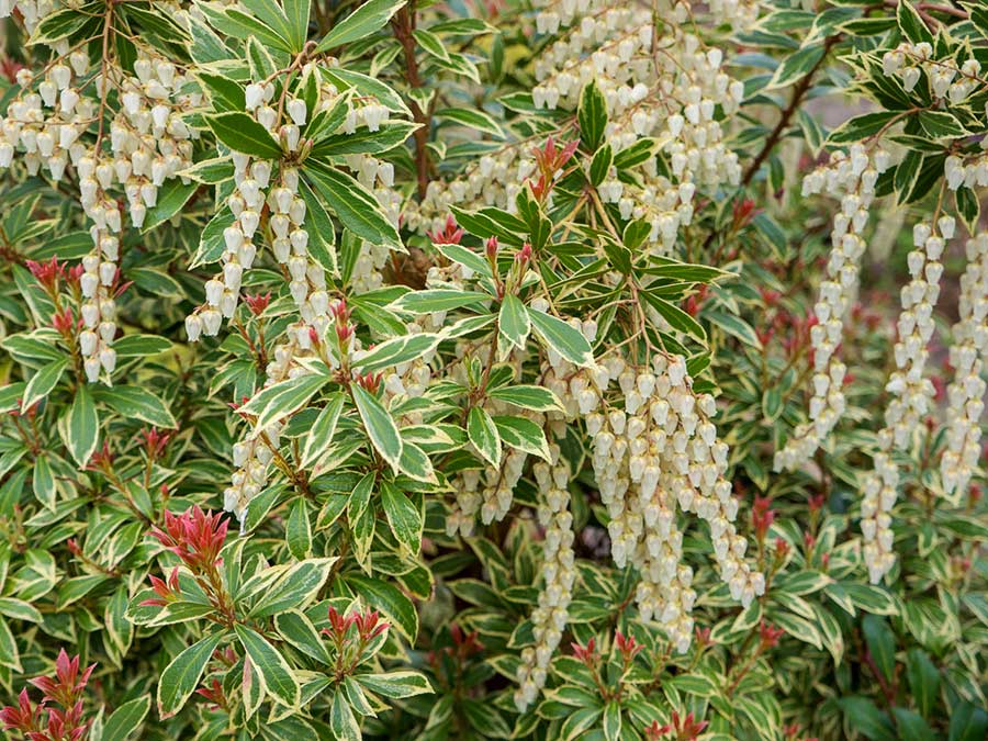 Pieris japoński Little Heath — zdjęcie 5