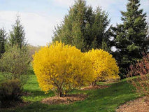 Forsycja pośrednia Goldzauber — zdjęcie 6