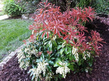 Pieris japoński Red Mill — zdjęcie 4