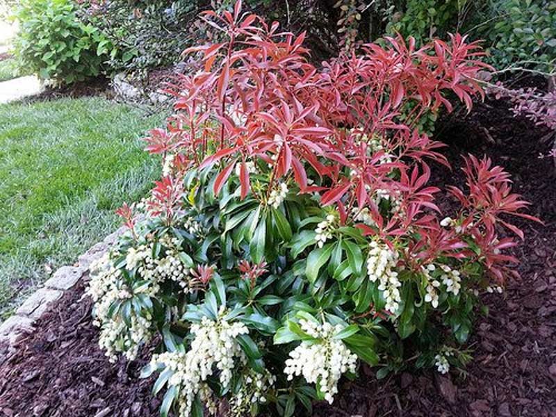 Pieris japoński Red Mill — zdjęcie 4