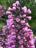 Krzewuszka cudowna Nana Purpurea — zdjęcie 5