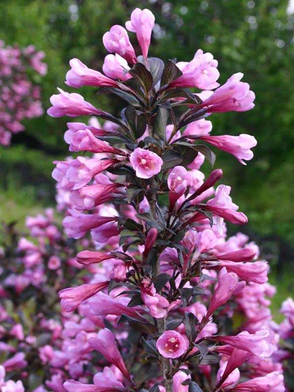 Krzewuszka cudowna Nana Purpurea — zdjęcie 5