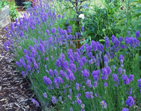 Lawenda wąskolistna Dwarf Blue — zdjęcie 6