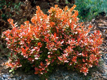 Berberys Thunberga Coral PBR — zdjęcie 6