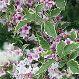 Krzewuszka cudowna Nana Variegata — zdjęcie 6