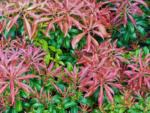 Pieris japoński Red Mill — zdjęcie 3