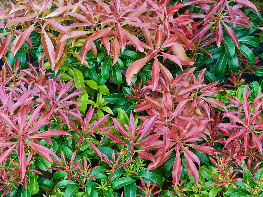 Pieris japoński Red Mill — zdjęcie 3