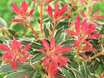 Pieris japoński Little Heath — zdjęcie 6
