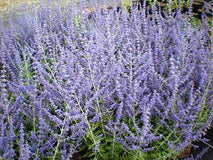 Perowskia Blue Spire — zdjęcie 3