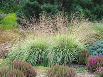 Trzęślica modra Variegata — zdjęcie 3