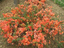 Pigwowiec pośredni Orange Trail — zdjęcie 6