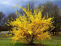 Forsycja pośrednia Goldzauber — zdjęcie 5