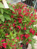 Krzewuszka cudowna Red Prince — zdjęcie 6