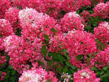 Hortensja bukietowa Diamant Rouge PBR — zdjęcie 6