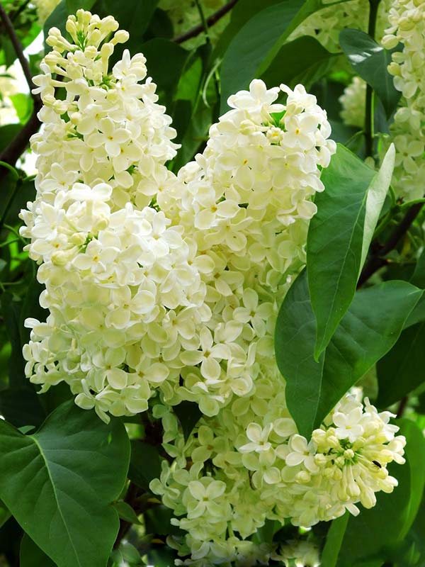 Lilak pospolity Primrose — zdjęcie 3