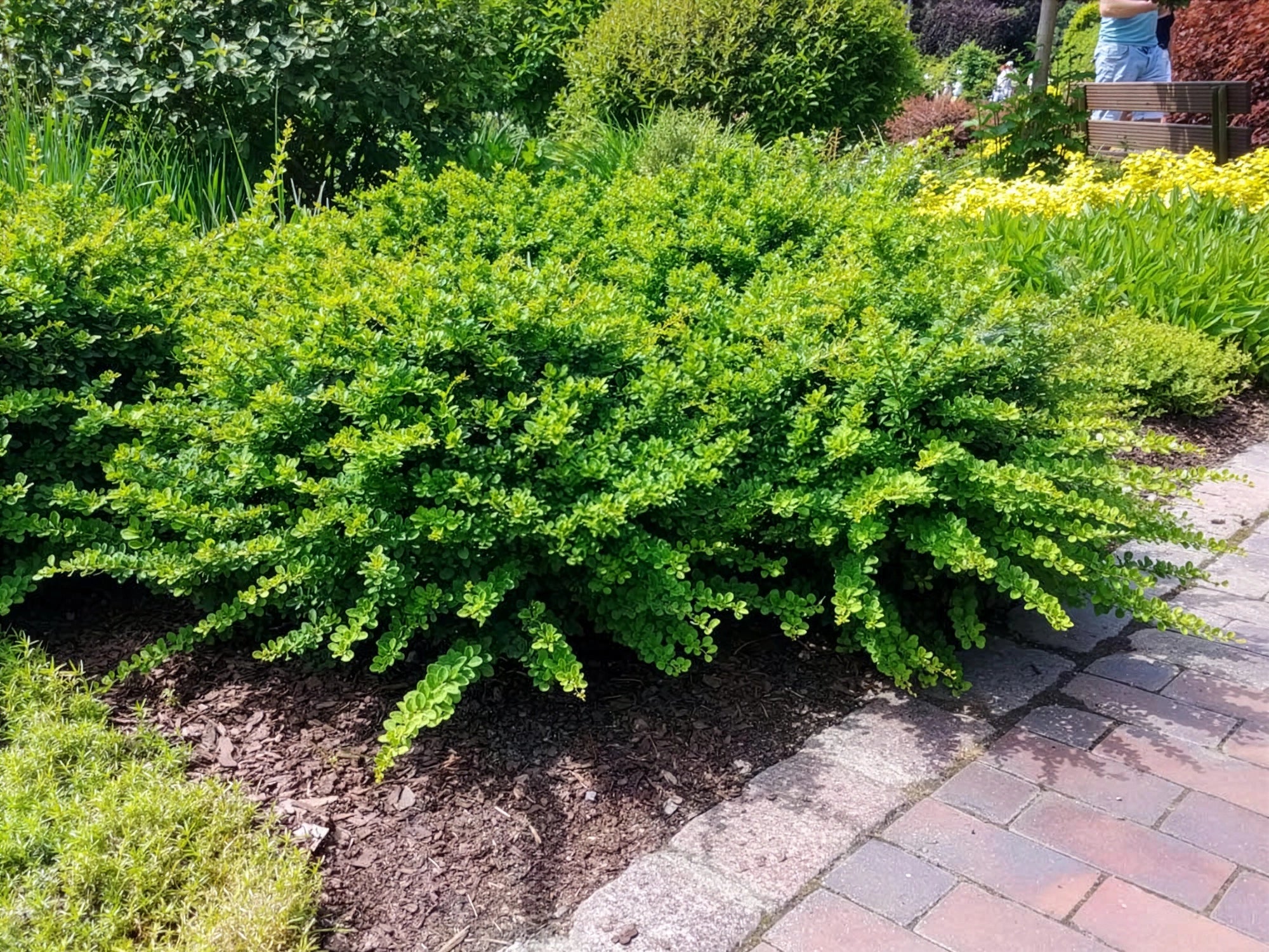 Berberys Thunberga Green Carpet