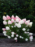 Hortensja bukietowa Living Pink & Rose ® — zdjęcie 8