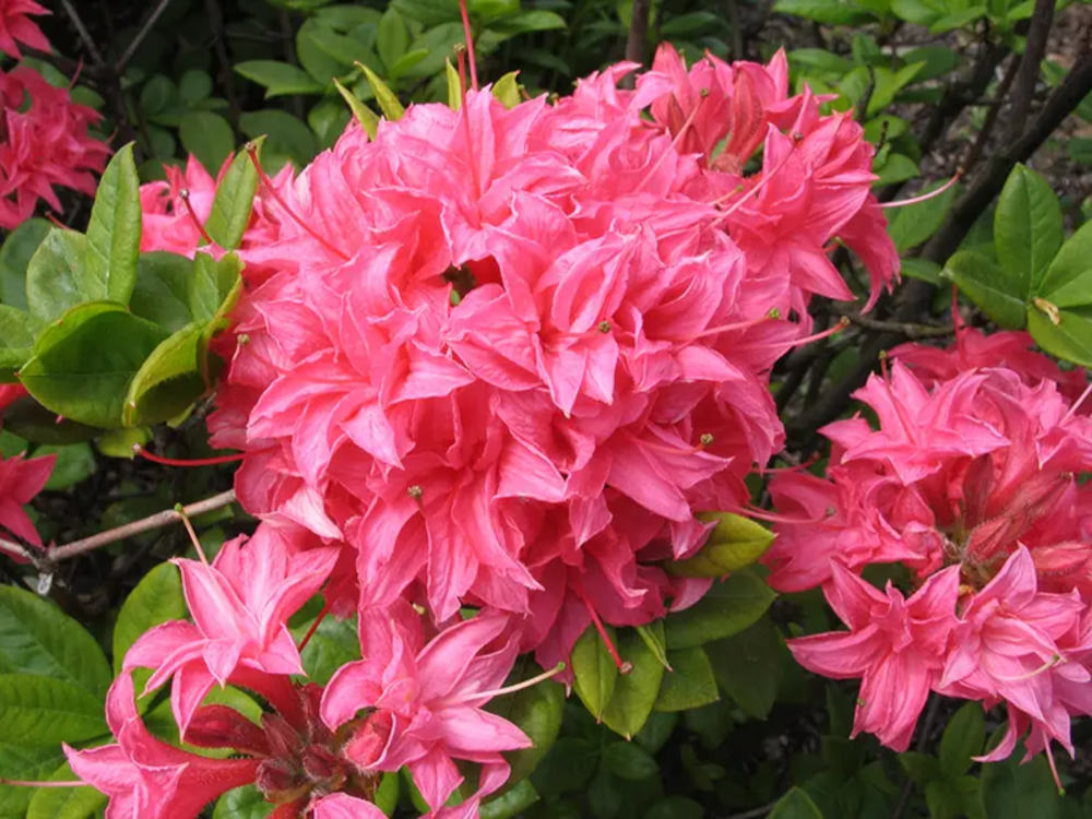 Azalia wielkokwiatowa Homebush