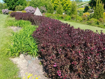 Krzewuszka cudowna Nana Purpurea — zdjęcie 6